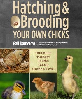 Hatching & Brooding Your Own Chicks Cheap